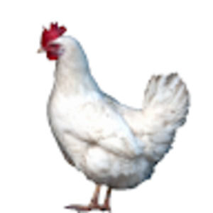 Meet your Posher, Pickled sausage